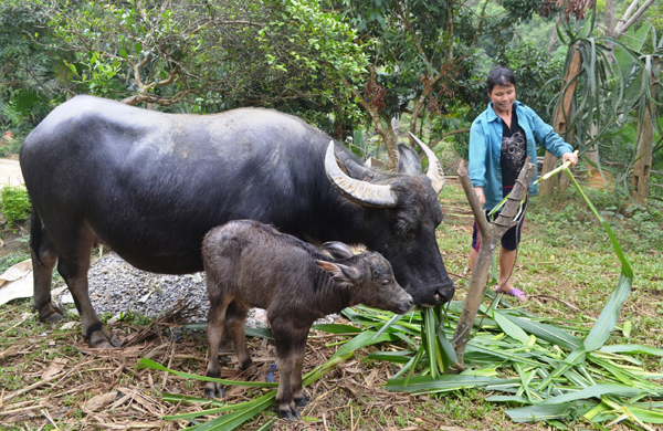 Xã Ea Wer: Bế giảng lớp chăn nuôi trâu, bò